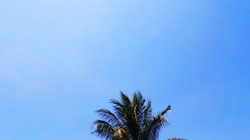 Low angle view of trees against clear blue sky