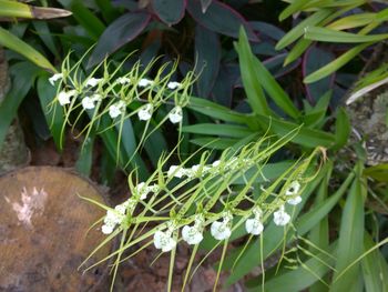 Close-up of plants