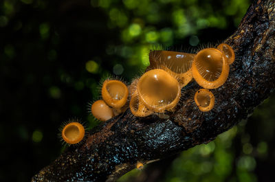 Close-up of mushroom growing on tree