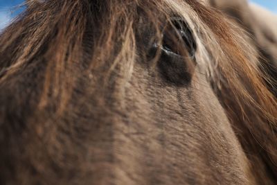 Close-up of horse