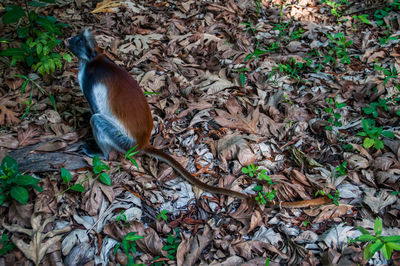 Bird in a forest