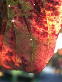 Close-up of red leaves
