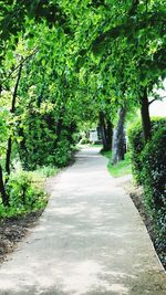 Footpath amidst trees in park