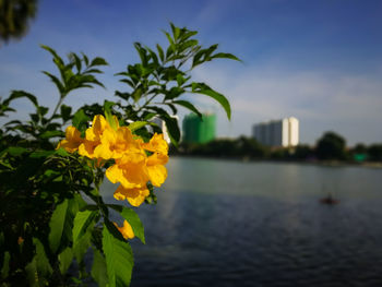 Close-up of yellow flowering plant against sky