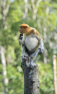 Proboscis monkey / nasalis larvatus