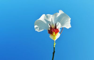 Close-up of white flower blooming against clear blue sky