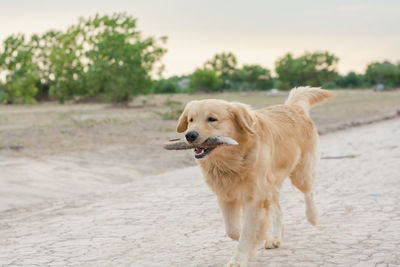 View of golden retriever walking on street