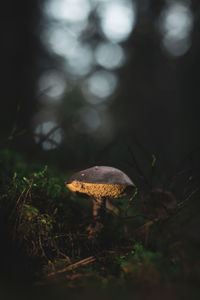 Close-up of mushroom growing in forest