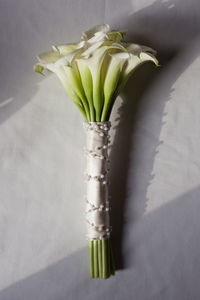 High angle view of plant on table