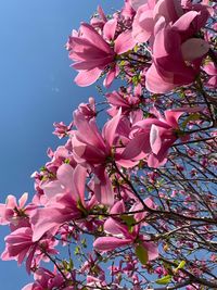 Low angle view of cherry blossoms against sky
