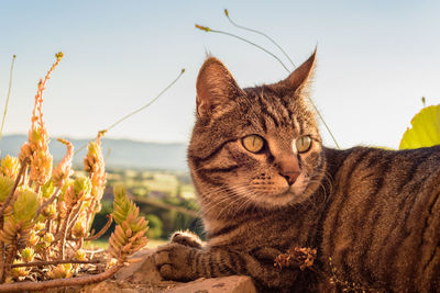 Close-up portrait of cat against sky