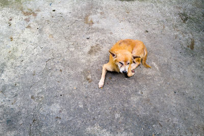 Blind stray dog laying on the road