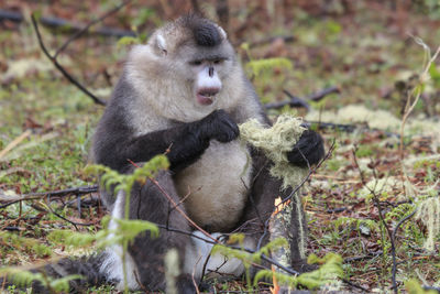 Yunnan black snub-nosed monkey rhinopithecus bieti