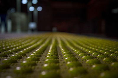 Close up of green leaf