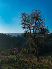 Trees on field against clear blue sky