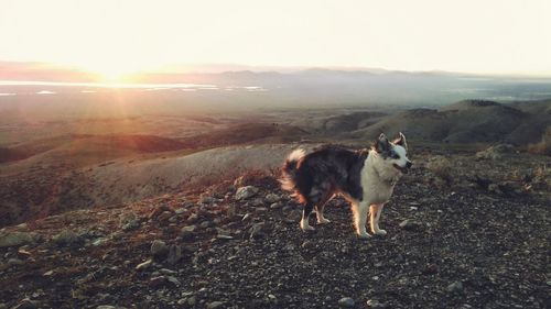 Dog standing on landscape against sky during sunset