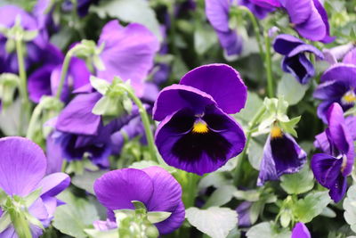 Close-up of purple flowering plants