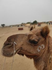 Close-up of a horse