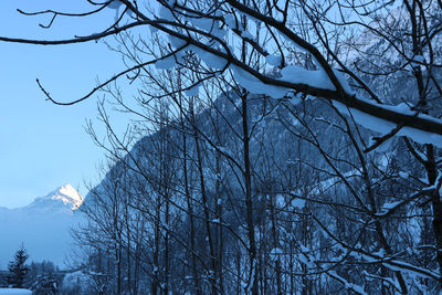 Low angle view of bare trees against sky