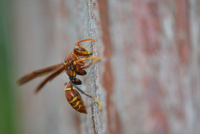 Orange wasp perching on wooden post 