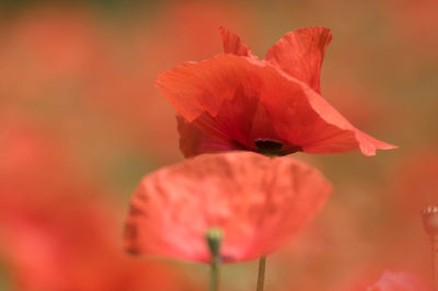 Close-up of red flower