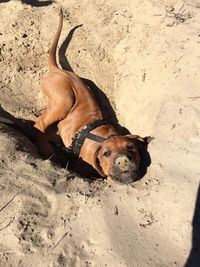High angle view of dog relaxing on sand