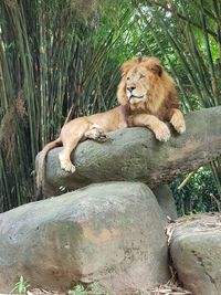 Lion relaxing outdoors