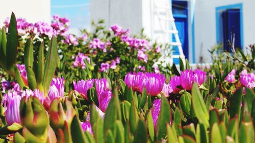 Close-up of purple flowering plants