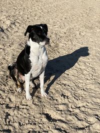 High angle view of dog on sand