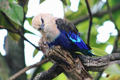 Bird perching on a branch