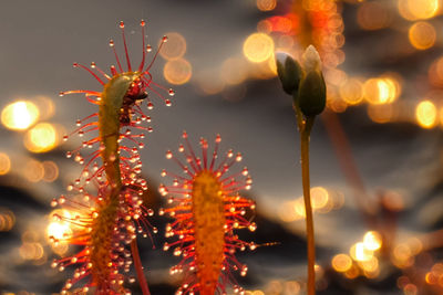 Close-up of illuminated flowering plants against sky