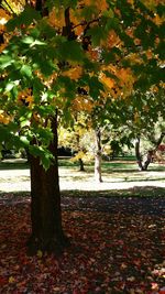 Trees in park