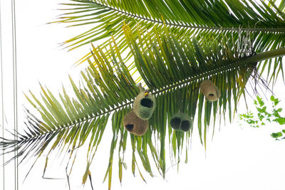 Low angle view of palm tree