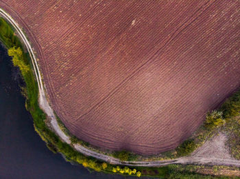 High angle view of plant on land