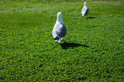 Bird perching on grass in field