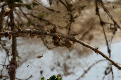 Close-up of spider on branch