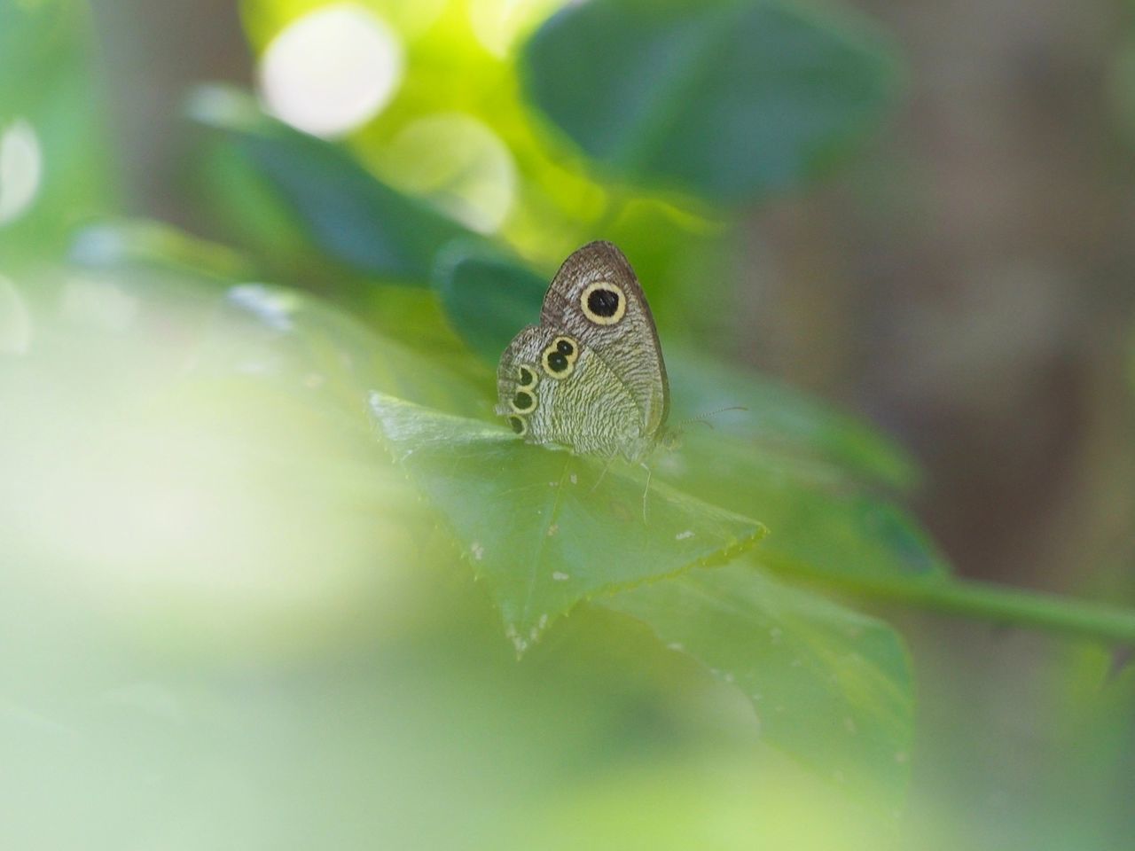 one animal, animal, animal themes, animal wildlife, animals in the wild, green color, close-up, plant part, leaf, day, nature, plant, no people, selective focus, vertebrate, focus on foreground, invertebrate, insect, growth, outdoors, animal eye