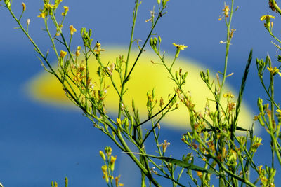 Low angle view of yellow flowers against clear blue sky