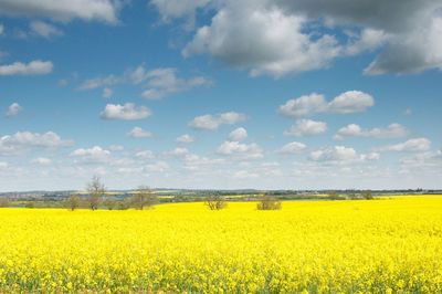 Scenic view of oilseed rape field against sky