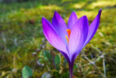 Close-up of purple crocus flower growing in field