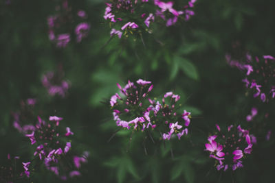 Close-up of pink flowering plants