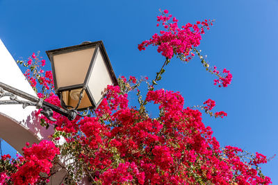 Low angle view of pink cherry blossom tree against sky