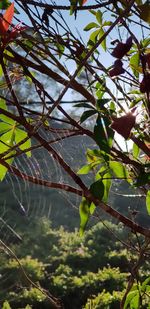 Low angle view of spider web on tree against sky