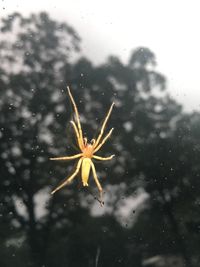 Close-up of wet spider against sky