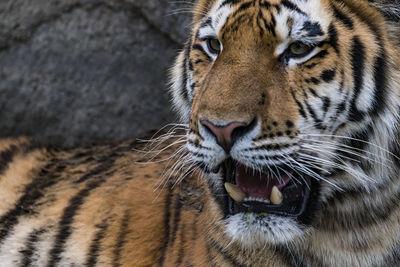 Close-up of tiger roaring in zoo