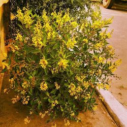 View of flowers growing on tree