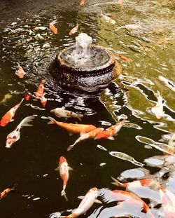 High angle view of koi carps swimming in lake