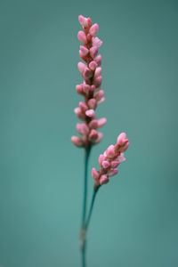 Close-up of pink flowering plant against blue background
