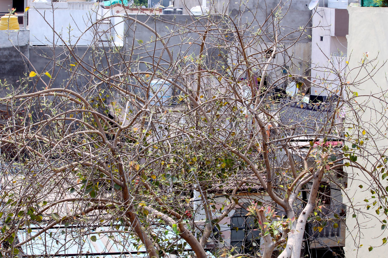 BARE TREE AGAINST BUILDINGS