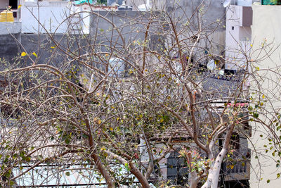 Bare tree against buildings in city